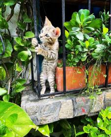 Doradal Cabaña en Santorini