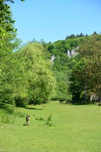 a dog walking in a field of green grass at L'arche De Noé in Dinant