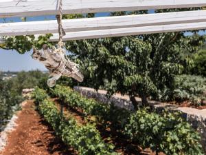 Vonkajšia záhrada v ubytovaní Trullo Picchiagiuda