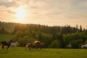 Zvieratá v ubytovaní bed & breakfast alebo blízkom okolí