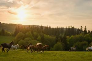 a herd of horses running in a field at Rancho Panderoza in Duszniki Zdrój