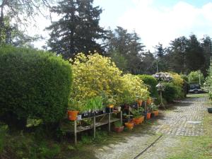 uma fila de vasos de plantas num jardim em The Clochfaen em Llangurig