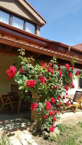 Un mazzo di fiori rossi sul lato di una casa di Balassi apartment -with green terrace&bike a Štúrovo