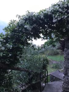 Zahrada ubytování B&B Bellavista