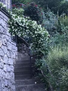 Zahrada ubytování B&B Bellavista