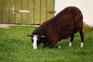 Animales en la pensión o alrededores