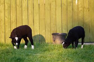 Animales en la pensión o alrededores