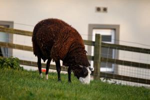 Animales en la pensión o alrededores