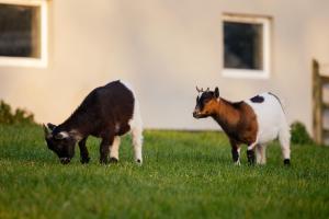 Animales en la pensión o alrededores