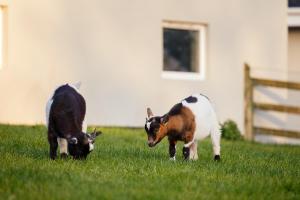 Animales en la pensión o alrededores