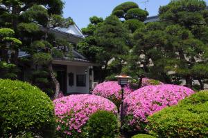 a garden of pink flowers in front of a house at Wakariki Ryokan in Yanagawa