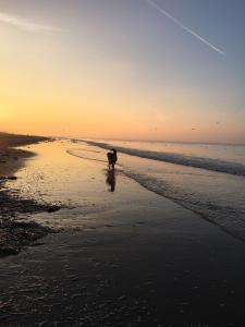 ein Hund, der bei Sonnenuntergang am Strand spazieren geht in der Unterkunft Au gré du vent in Koksijde