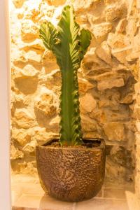 eine grüne Pflanze in einem Topf vor einer Steinmauer in der Unterkunft Blancos Rooms Hotel in Peñíscola