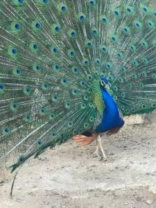 Altri animali domestici presso l'agriturismo o nei dintorni