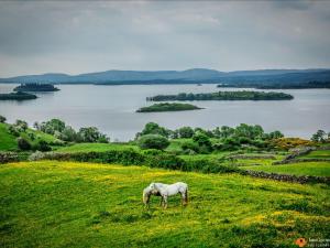 a white horse grazing in a field near a lake at Luskin's in Cong