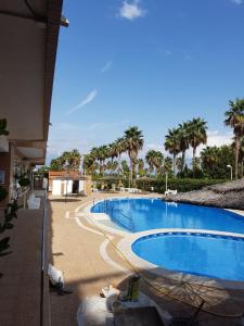 ein großer Pool mit Palmen im Hintergrund in der Unterkunft Apartamento Costa Marina III Magic World in Oropesa del Mar