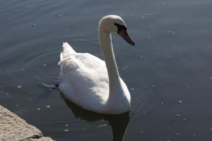 a white swan swimming in the water at Arun Sands Rooms in Littlehampton