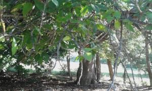 Um jardim em Chalé na Montanha