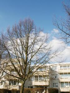 Ein Baum vor einem hohen Gebäude in der Unterkunft Boarding House "Herzogpark Celle" in Celle