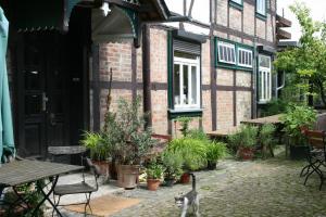 un gatto in piedi di fronte a un edificio con piante di Apartments Café Brennnessel a Veltheim