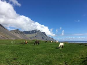 a group of horses grazing in a field with mountains in the background at Dynjandi Guesthouse in Höfn