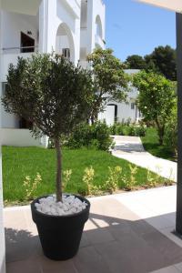 a potted tree in a pot on a sidewalk at Hotel Korali in Troulos