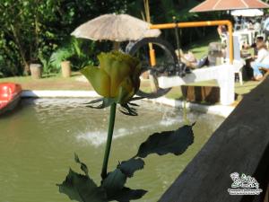 a yellow flower in the water next to a fountain at Espaço Recanto do Pico in Santo Antônio do Pinhal