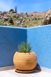 a plant in a pot sitting next to a blue wall at Asymi Residences in Symi