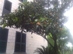 Vonkajšia záhrada v ubytovaní La Mia Apartment