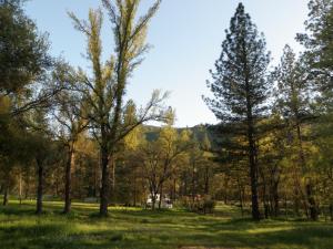 a field with trees and mountains in the background at Little Red Caboose in Oakhurst
