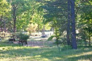 a group of animals in a field with trees at Little Red Caboose in Oakhurst