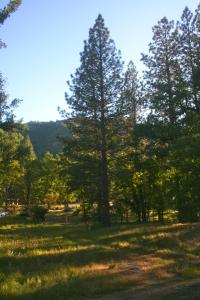 a park with trees and a bench in the grass at Little Red Caboose in Oakhurst