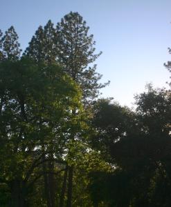 a group of trees with the sky in the background at Little Red Caboose in Oakhurst