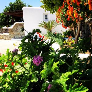 a garden with colorful flowers in front of a building at Irene's Residence in Mikonos