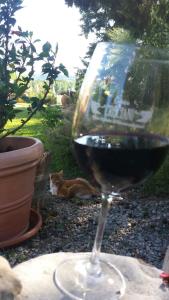a glass of red wine sitting next to a cat at Agriturismo Il Cantastorie in Montepulciano