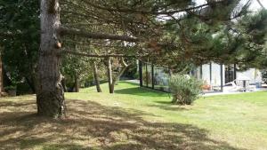 a tree in a field next to a house at Aux doux Becots - Bed & Breakfast in Hardelot-Plage +8 photos