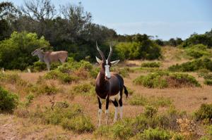 Gallery image of De Hoop Collection Suites in De Hoop Nature Reserve