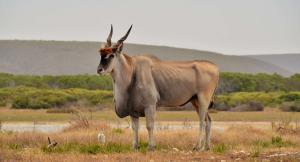 Gallery image of De Hoop Collection Suites in De Hoop Nature Reserve