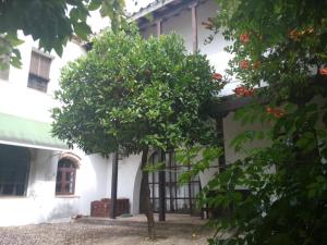 コルドバにあるPatio Del Limoneroの白い建物の前の木