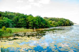 a river filled with lots of lily pads at Playa De Arnadal Isla in Isla