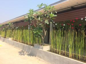 une clôture avec de l'herbe haute devant un bâtiment dans l'établissement The Loft @Chiangrai, à Ban Du