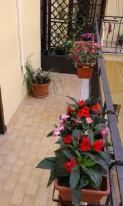 a bunch of flowers in pots on a balcony at Domus Cicerone in Formia