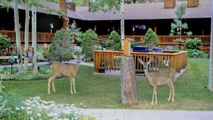 Zahrada ubytování Shadow Mountain Lodge and Cabins
