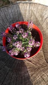 uma tigela vermelha cheia de flores roxas numa mesa em Djurdja Apartment em Arandjelovac