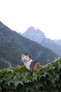 Ospiti di Ferienwohnungen Monika Unterluggauer con animali domestici