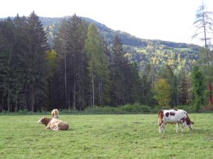 Altri animali domestici presso l'agriturismo o nei dintorni