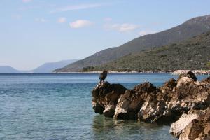a bird sitting on a rock in the water at Cres in Cres +8 photos