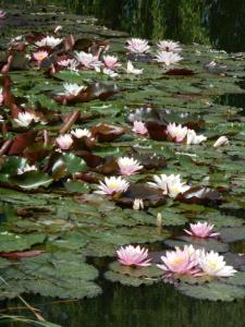 シャンティイにあるフェルム デ ラ カナルディエールの池の中のピンク色のユリ