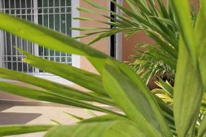 a close up of a plant in front of a window at Residencial Gran Santa Fe Cancun in Cancún
