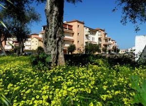 un campo de flores amarillas delante de un árbol en Borgo degli Ulivi en Alghero
